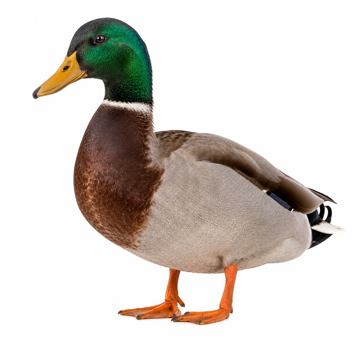 Bebek